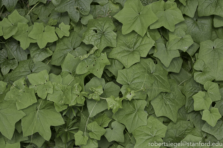 stanford bioblitz2019